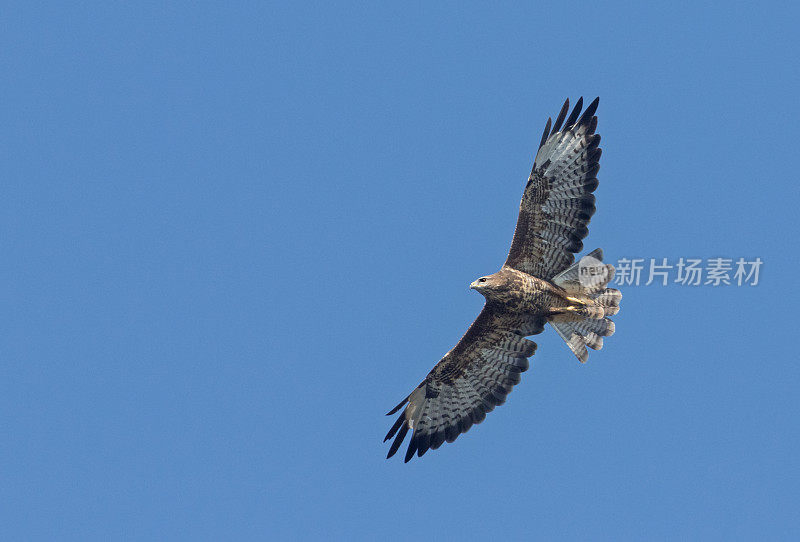 秃鹰(Buteo Buteo)